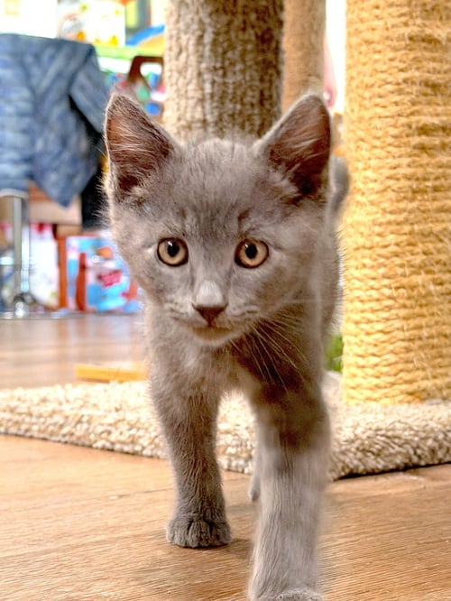 LUCKY - Domestic Short Hair available for adoption