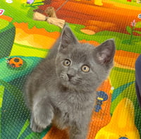 Lucky - Photo 4