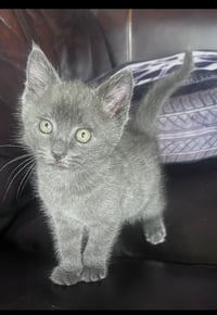 Lucky - Photo 5