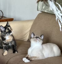 Mirage - Bonded with Rerun - Photo 4