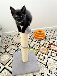 Sparky - Photo 3
