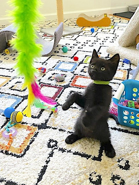 SPARKY - Domestic Short Hair available for adoption