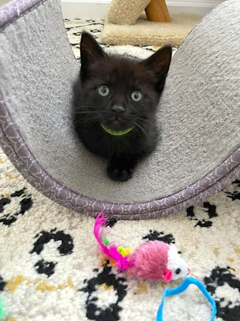 SPARKY - Domestic Short Hair available for adoption