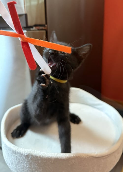 STAR - BONDED WITH ASTRO - Domestic Short Hair for adoption in Fremont