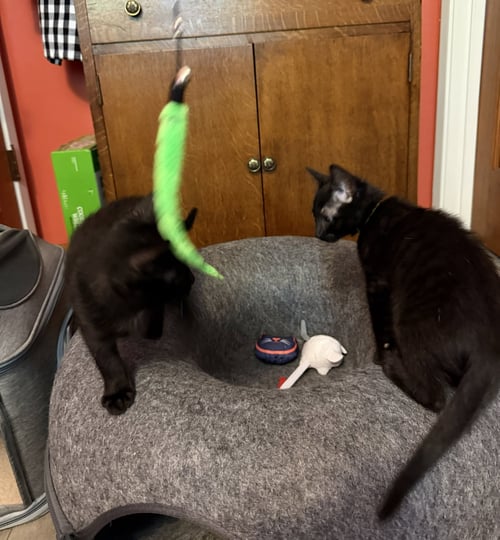 STAR - BONDED WITH ASTRO - Domestic Short Hair available for adoption