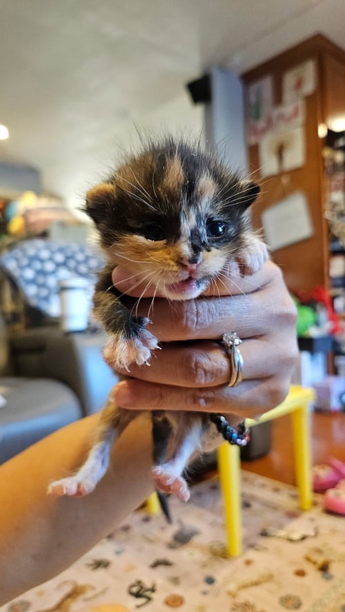 SADIE - Domestic Short Hair available for adoption