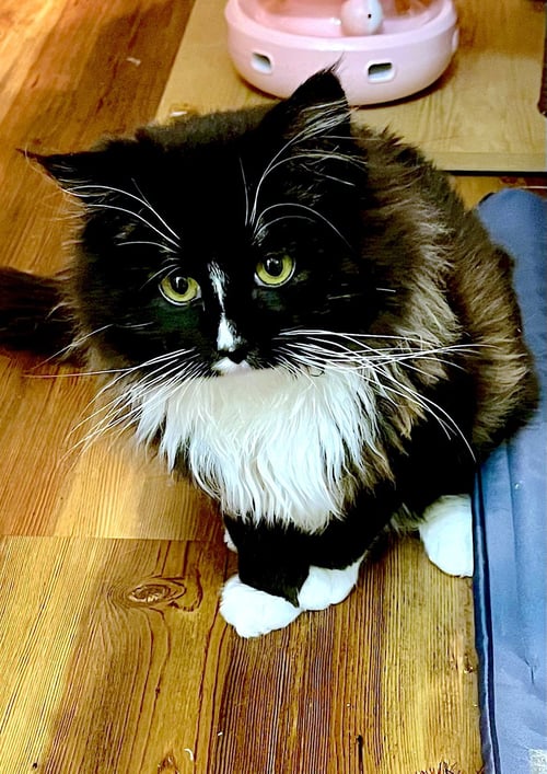 AMICI - BONDED WITH AMORE - Domestic Long Hair available for adoption
