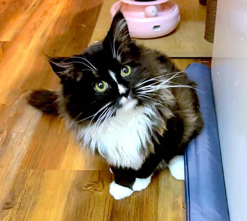 AMICI - BONDED WITH AMORE - Domestic Long Hair available for adoption