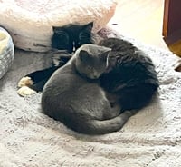 AMICI - Bonded with Amore - Photo 4