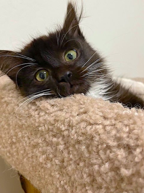 ALBIE - BONDED WITH SPENCER - Domestic Long Hair available for adoption