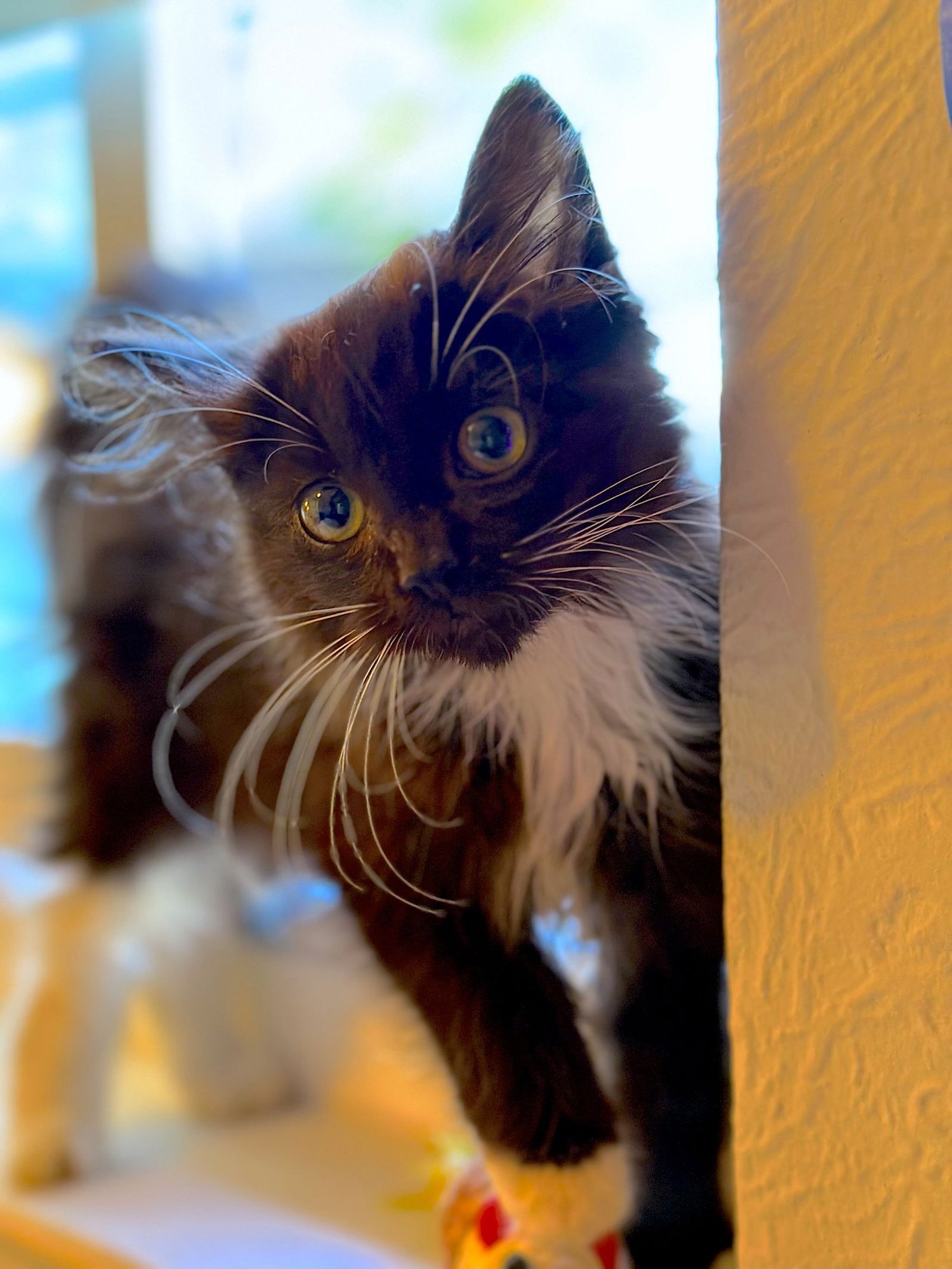 ALBIE - Bonded with Spencer - Photo 3