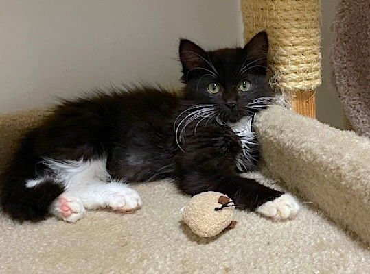 ALBIE - Bonded with Spencer - Photo 5