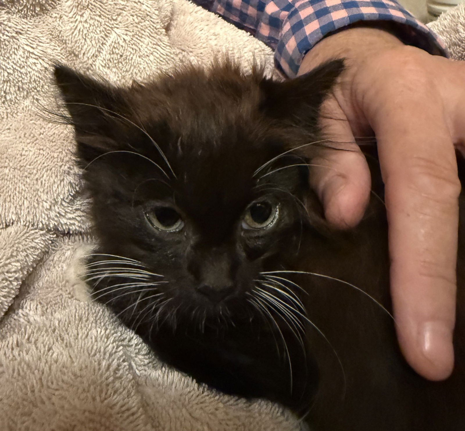 ALBIE - Bonded with Spencer - Photo 6