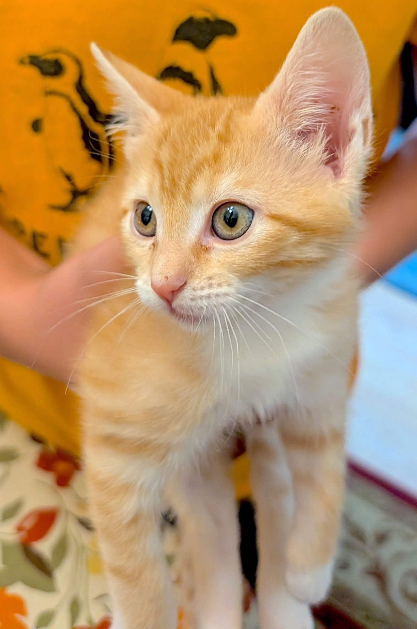 POPPY - Domestic Short Hair available for adoption