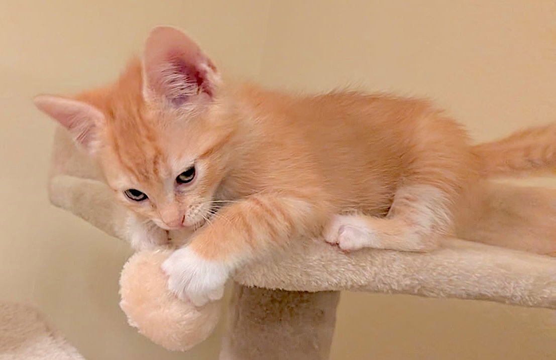 POPPY - Domestic Short Hair available for adoption