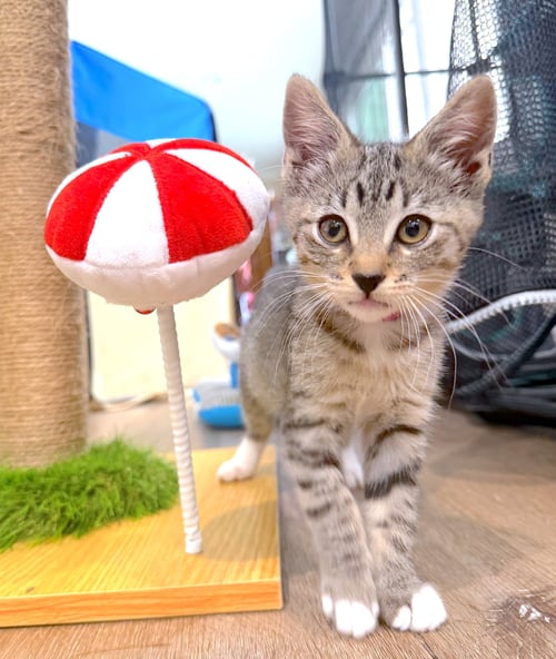BLOSSOM - Domestic Short Hair available for adoption