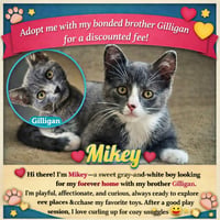 GILLIGAN - Bonded with Mikey - Photo 4
