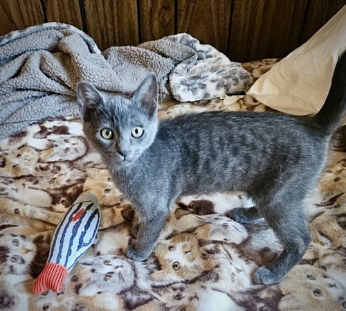 GILLIGAN - BONDED WITH MIKEY - Domestic Short Hair available for adoption