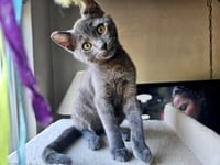 GILLIGAN - Bonded with Mikey - Photo 1