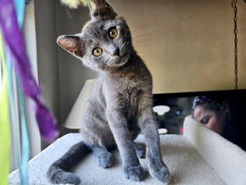 GILLIGAN - BONDED WITH MIKEY - Domestic Short Hair for adoption in Fremont