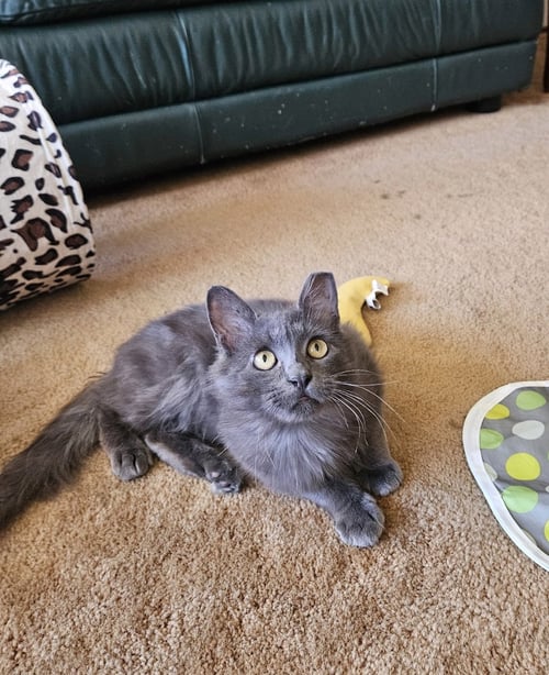 ARES - Domestic Medium Hair for adoption in Fremont