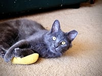 ARES - Photo 4