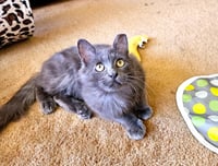 ARES - Photo 7