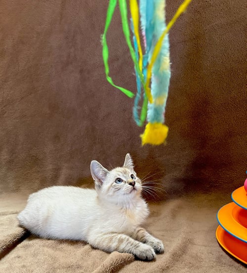 ARCHIE - BONDED TO ZIGGY - Domestic Short Hair / Siamese available for adoption