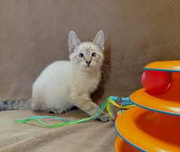 ARCHIE - Bonded to Ziggy - Photo 3