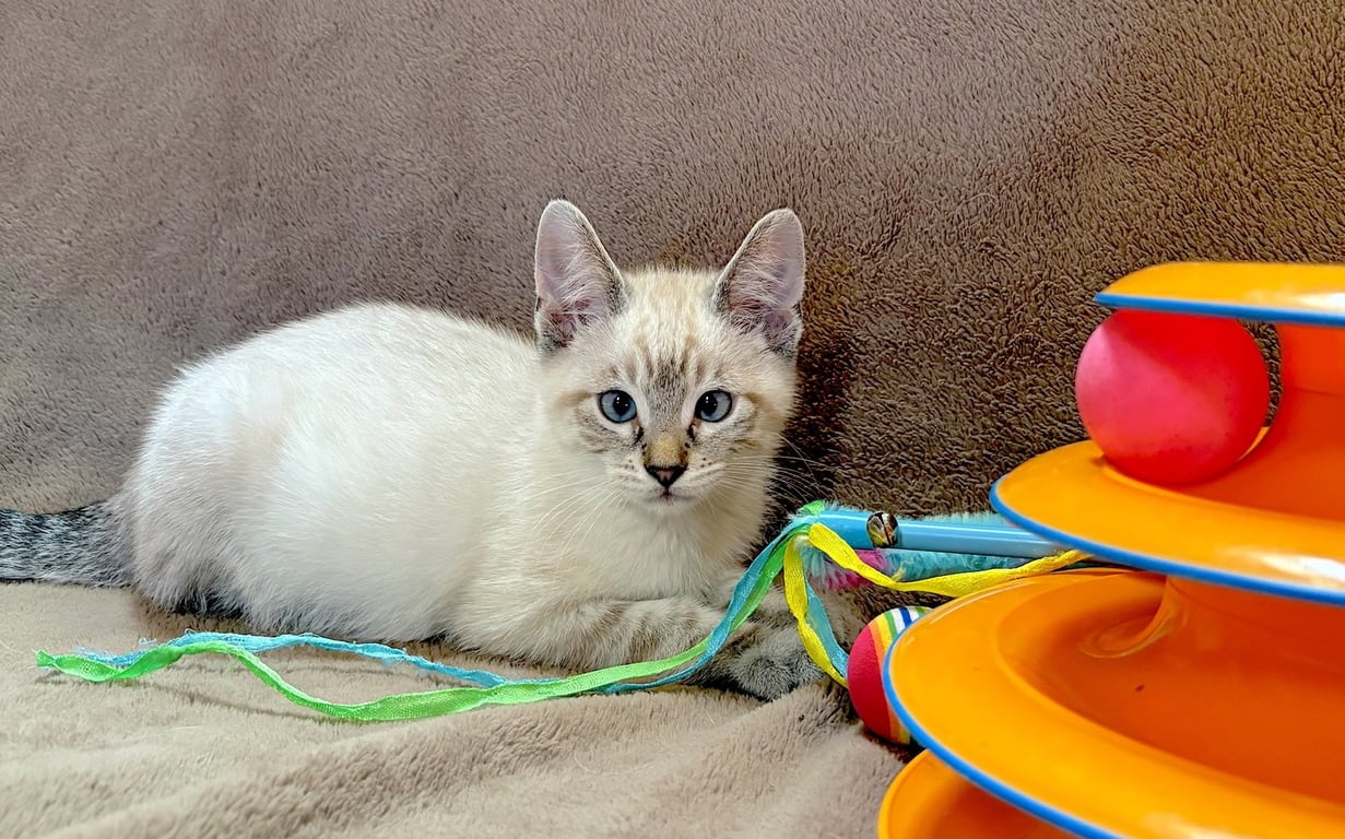 ARCHIE - Bonded to Ziggy Image
