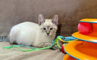 ARCHIE - Bonded to Ziggy - Photo 1