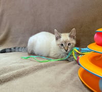 ARCHIE - Bonded to Ziggy - Photo 4