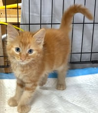 AMARETTO - Bonded with Margarita - Photo 2