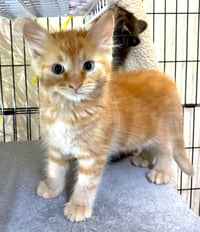 AMARETTO - Bonded with Margarita - Photo 3