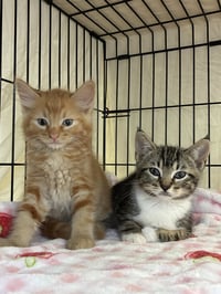 AMARETTO - Bonded with Margarita - Photo 4