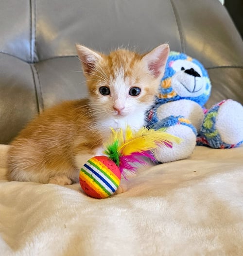 PERCIE - Domestic Short Hair available for adoption