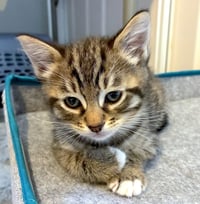 Kahlua - Photo 1