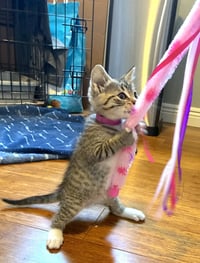 Kahlua - Photo 2