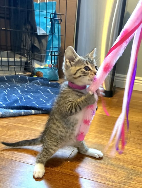KAHLUA - Domestic Short Hair available for adoption