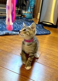 Kahlua - Photo 4