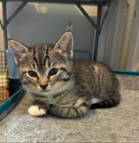 Kahlua - Photo 5