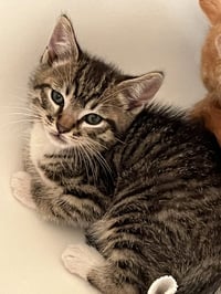 Kahlua - Photo 7