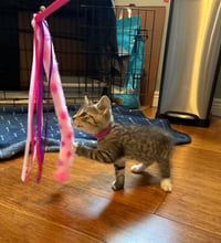 Kahlua - Photo 9