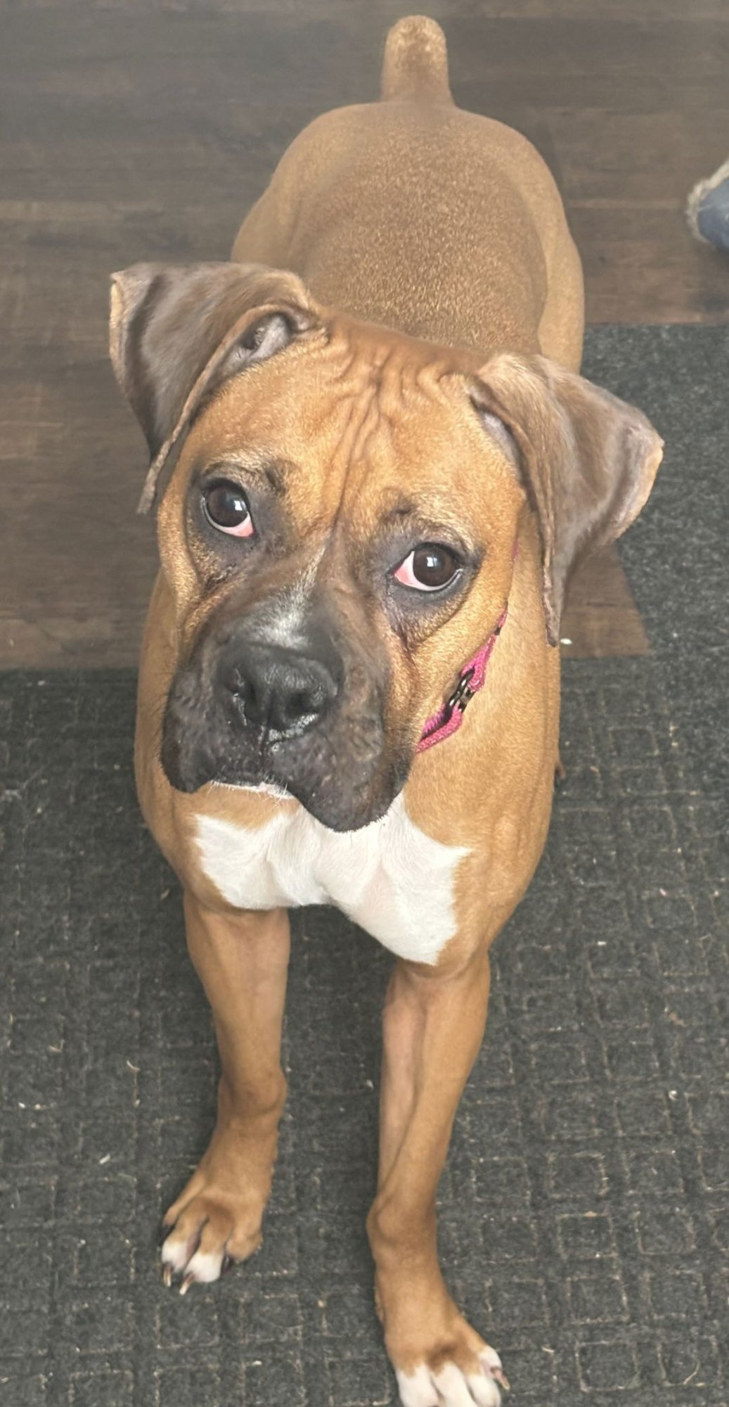 RUE - Boxer available for adoption