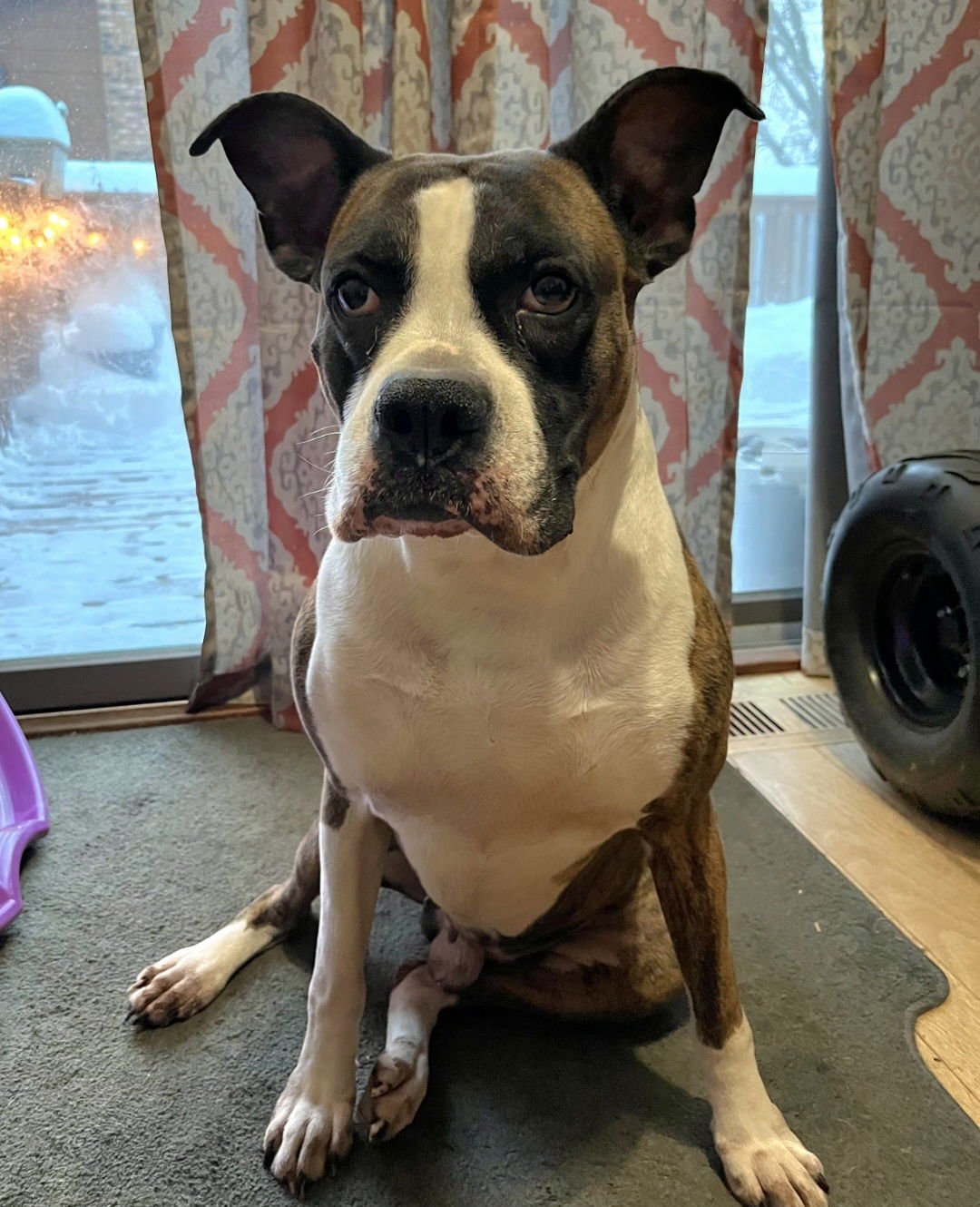 DRAX - Boxer available for adoption