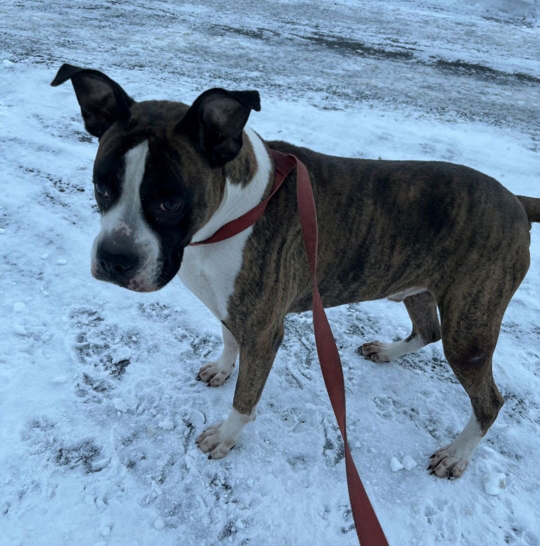 DRAX - Boxer available for adoption