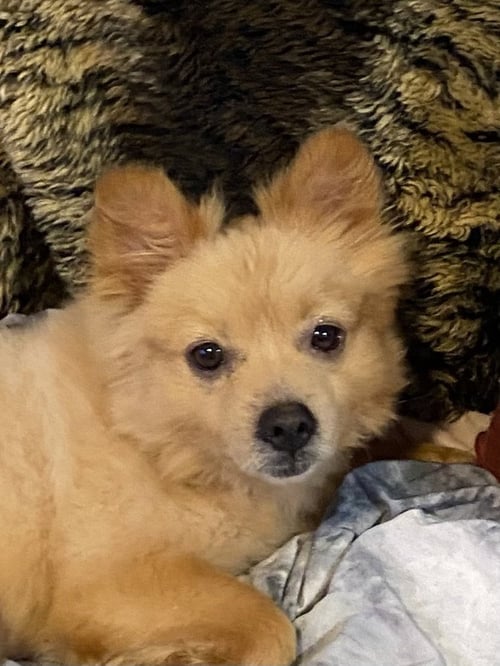 TUCKER - Pomeranian for adoption in Tampa