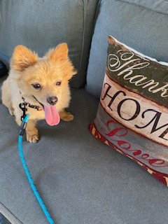 TUCKER - Pomeranian available for adoption