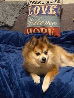 SCOOTER ADOPTED - Pomeranian for adoption in Tampa