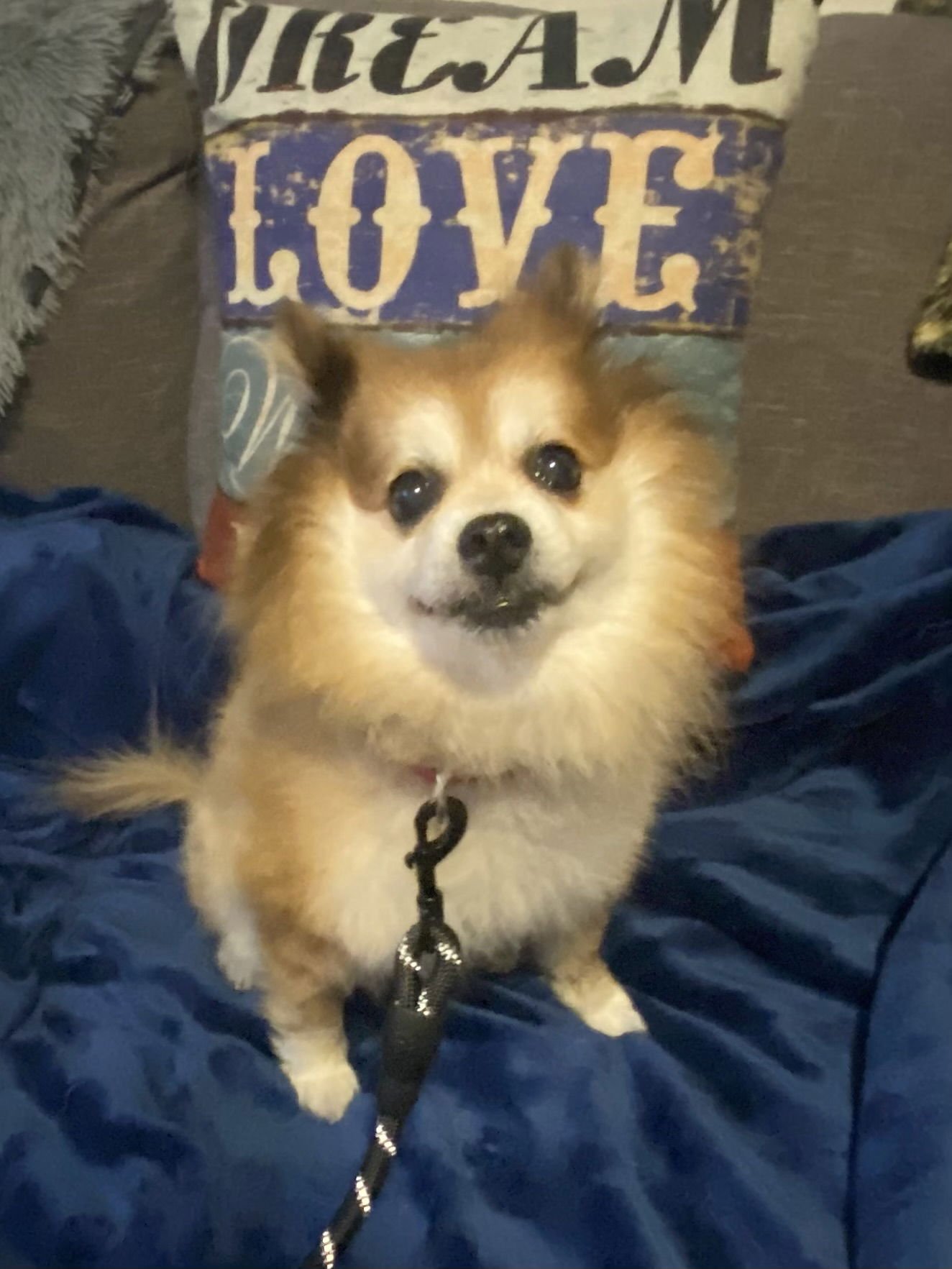 Scooter ADOPTED - Photo 2